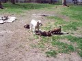 Wheaten puppies teasing mom