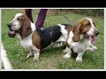 Duke & Charlotte (Basset Hound) Duke & Charlotte (Basset Hound)