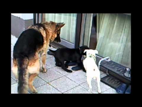 cane corso