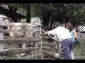 Trabajos Voluntarios Veterinarios Universidad de Chile