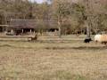 Boróka Bogyó's herding