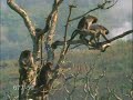 Macaco - TREPANDO Macaco - TREPANDO