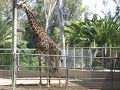 Giraffe gives Birth at the San Diego Zoo - 8/19/08