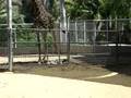 Giraffe gives Birth at the San Diego Zoo - 8/19/08