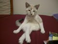 モデル顔負けのセクシーポーズで座る白い猫のサムネイル2