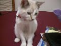 モデル顔負けのセクシーポーズで座る白い猫のサムネイル3