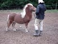 træning tricks