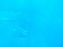 Swimming with Dolphins