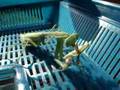 Manti-the-Mantis