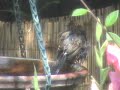 A Towhee Bathes