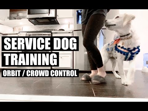 video-linktoworks-Service Dog Training - Orbit / Crowd Control