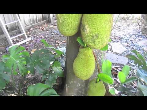 how to harvest jackfruit