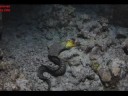 Diving In Kona aboard Aggressor