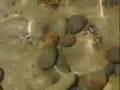 Social Interiors I (fungi, sea pools)