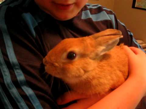 how to take care if a bunny