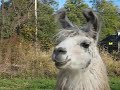 Pebble the Llama Munching Hay