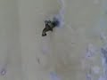 Brandon y xion Na Aruba Ta Rev ;D =D