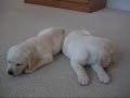 Labrador Puppies Ben and Tegan Labrador Puppies Ben and Tegan