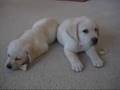 Labrador Puppies Ben and Tegan