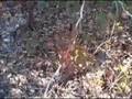 Poison Oak
