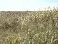 One Of These Mornings - Moby - Las Cruces