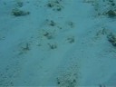 rugsim.com - Rombo Pavone - Peacock Flounder