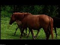 Gmina Wle? - Film promocyjny