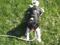 My dog Ella