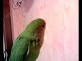 Pichy me contesta Pichy me contesta