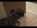 Lucy's Walker Adventures Continue