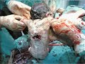 Guerra L�bano Palestina Armas prohibidas