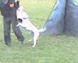 American Bulldog - Schutzhund Training