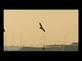 Showreel - BBC1 - British Isles: A Natural History (Prg 1)