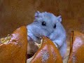 Popcorn Plays in a Pumpkin Part 2