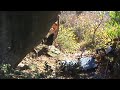 MAIOLO BOULDERING