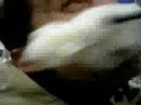 Pecorella2 Pecorella2