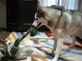Husky Tug War