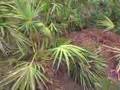 Hot Spots at Gatorland