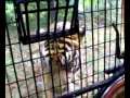 subic safari . (4th year ryholite)