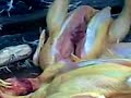 Autopsia di pollo