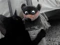 Gemma, a paraplegic kitten