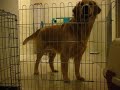 Cooper ? Prison Break - Level 2