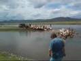 Mongolia Part I: Helping goats to go in a river