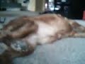 Funny Pets Icon