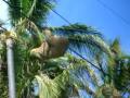 La Perica del Caribe de Costa Rica