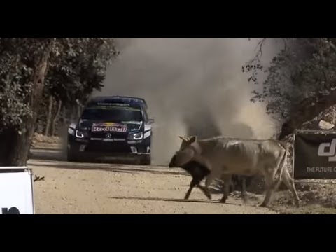 Sébastien Ogier e a vaca