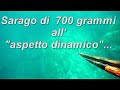 Spearfishing Pescasub Sarago all'aspetto dinamico
