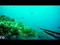 Spearfishing Pescasub Sarago all\