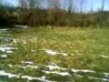videos de Epagnuel Breton Vlasnik Sanjin Djedovic
