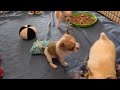 Tiny Applehead Chihuahuas for Sale!